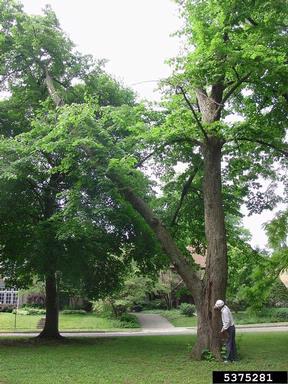 visual tree inspection,    - 5375281
