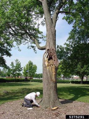 visual tree inspection,    - 5375291