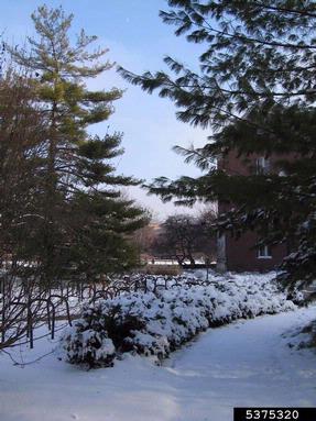 snow and ice damage (snow load),    (Abiotic: Other abiotic damage) - 5375320