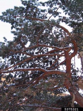 snow and ice damage (snow load),    (Abiotic: Other abiotic damage) - 5375321