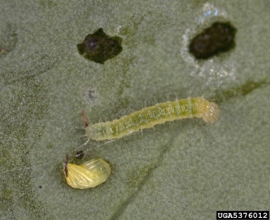 cabbage white, Pieris rapae  (Lepidoptera: Pieridae) - 5376012