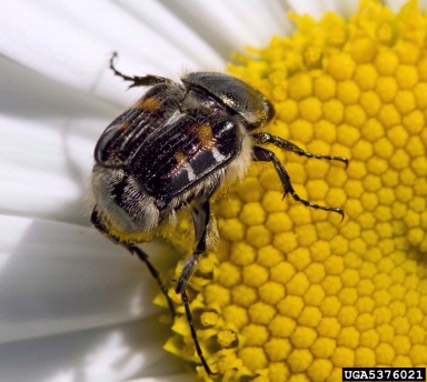 flower scarab beetle, Trichiotinus affinis  (Coleoptera: Scarabaeidae) - 5376021