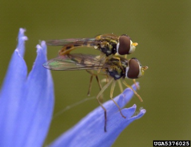 syrphid or flower flies,    (Diptera: Syrphidae) - 5376025