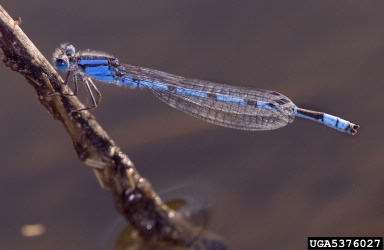 eastern forktail, Ischnura verticalis  (Odonata: Coenagrionidae) - 5376027