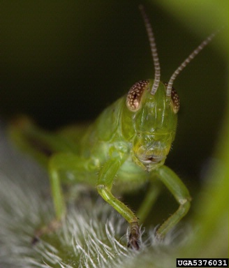 katydid,    (Orthoptera: Tettigoniidae) - 5376031