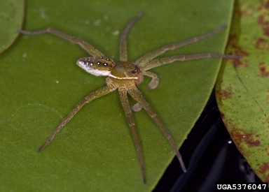 six-spotted fishing spider, Dolomedes triton  (Araneae: Pisauridae) - 5376047