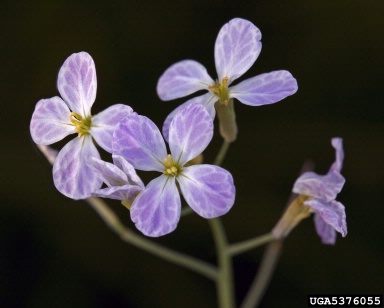 iris, Iris spp.  (Liliales: Iridaceae) - 5376055