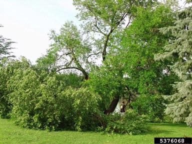 storm damage (general),    - 5376068