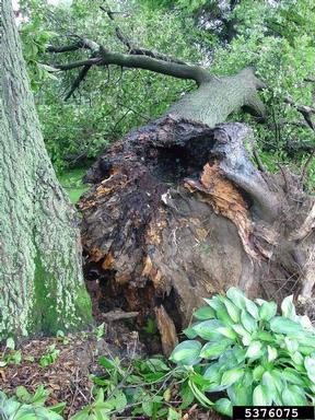 included bark,    - 5376075