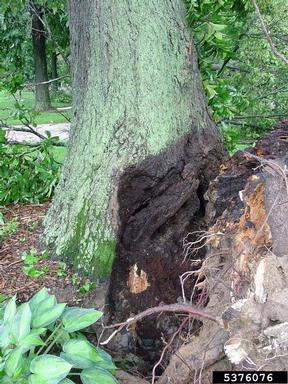 included bark,    - 5376076