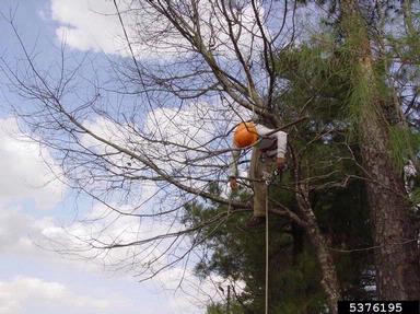 aerial rescue,    - 5376195