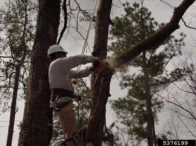 tree worker,    - 5376199