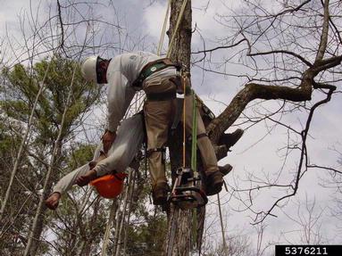 aerial rescue,    - 5376211