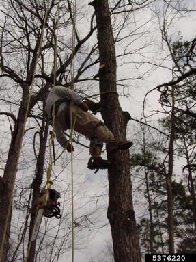 aerial rescue,    - 5376220
