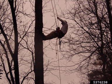 tree worker,    - 5376238