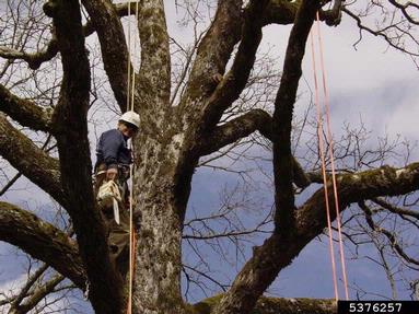 pruning (general),    - 5376257