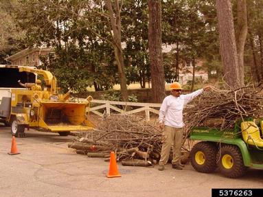 chipping,    - 5376263