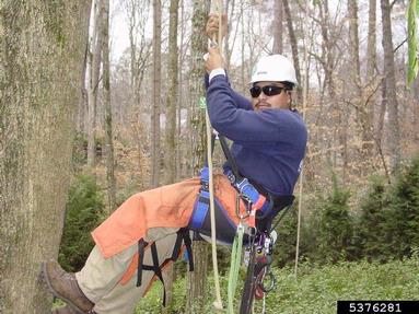 tree worker,    - 5376281
