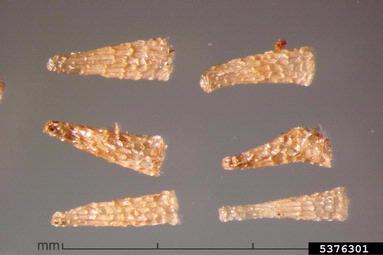 yerba de hierro, Melasma melampyroides  (Scrophulariales: Orobanchaceae) - 5376301