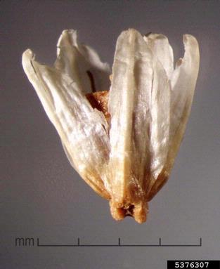 alligatorweed, Alternanthera philoxeroides  (Caryophyllales: Amaranthaceae) - 5376307