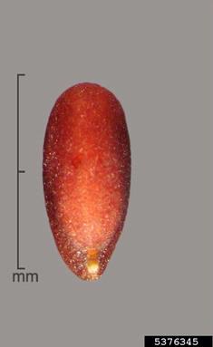 orbicular whitetop, Lepidium chalepense  (Capparales: Brassicaceae) - 5376345