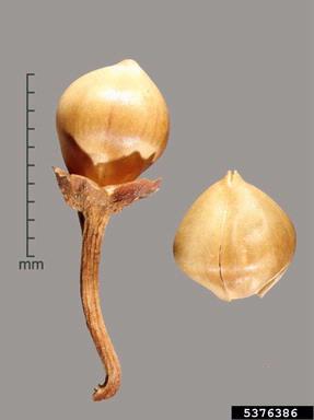 field bindweed, Convolvulus arvensis  (Solanales: Convolvulaceae) - 5376386