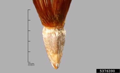 crupina, Crupina crupinastrum  (Asterales: Asteraceae) - 5376390