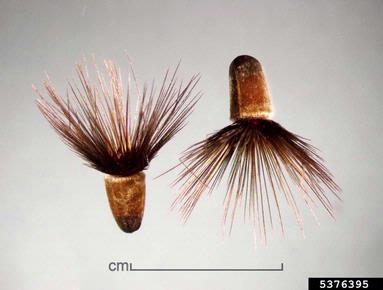 common crupina, Crupina vulgaris  (Asterales: Asteraceae) - 5376395