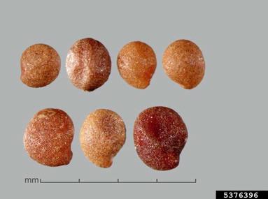 Australian dodder, Cuscuta australis  (Solanales: Cuscutaceae) - 5376396