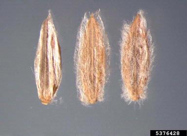 velvet fingergrass, Digitaria velutina  (Cyperales: Poaceae) - 5376428