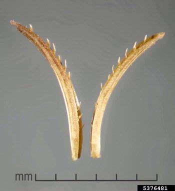 miramar weed, Hygrophila polysperma  (Scrophulariales: Acanthaceae) - 5376481