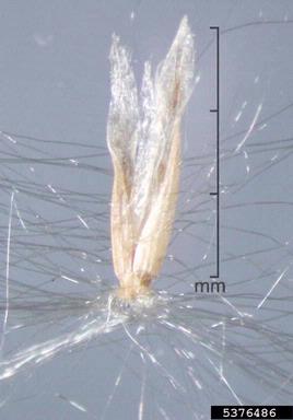 Brazilian satintail, Imperata brasiliensis  (Cyperales: Poaceae) - 5376486