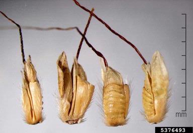 saramollagrass, Ischaemum rugosum  (Cyperales: Poaceae) - 5376493