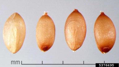saramollagrass, Ischaemum rugosum  (Cyperales: Poaceae) - 5376495