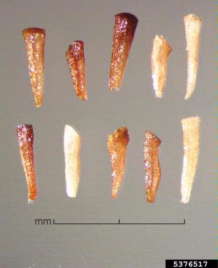 melaleuca, Melaleuca quinquenervia  (Myrtales: Myrtaceae) - 5376517