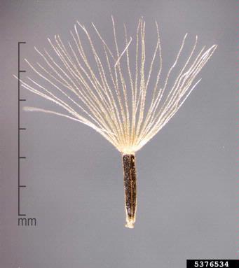 African mile-a-minute, Mikania cordata  (Asterales: Asteraceae) - 5376534