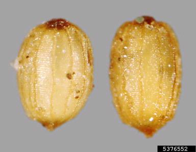 arrowleaved monochoria, Monochoria hastata  (Liliales: Pontederiaceae) - 5376552