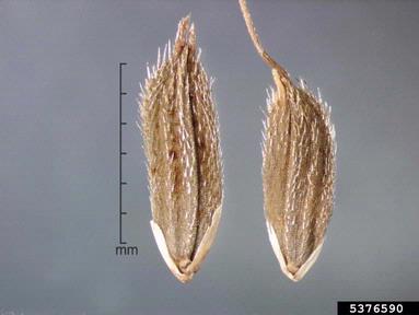 longstamen rice, Oryza longistaminata  (Cyperales: Poaceae) - 5376590