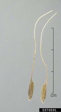 brown-beard rice, Oryza rufipogon  (Cyperales: Poaceae) - 5376591
