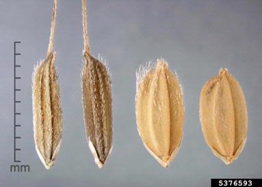 brown-beard rice, Oryza rufipogon  (Cyperales: Poaceae) - 5376593