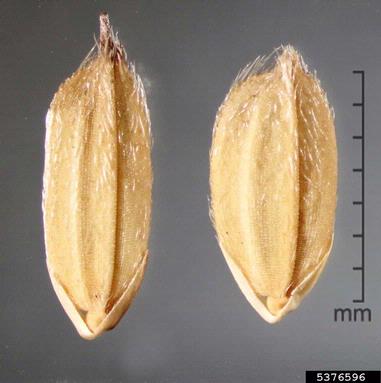brown-beard rice, Oryza rufipogon  (Cyperales: Poaceae) - 5376596