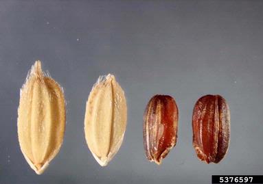 brown-beard rice, Oryza rufipogon  (Cyperales: Poaceae) - 5376597