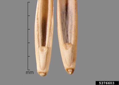 western wheatgrass, Pascopyrum smithii  (Cyperales: Poaceae) - 5376603