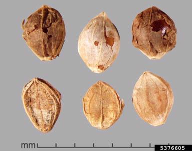 ricegrass paspalum, Paspalum scrobiculatum  (Cyperales: Poaceae) - 5376605