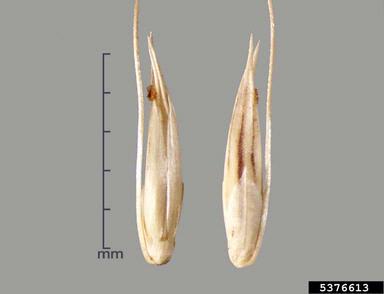 African feathergrass, Pennisetum macrourum  (Cyperales: Poaceae) - 5376613