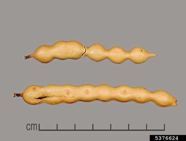 alapataco, Prosopis alpataco  (Fabales: Fabaceae (Leguminosae)) - 5376624
