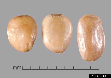 calden, Prosopis caldenia  (Fabales: Fabaceae (Leguminosae)) - 5376644