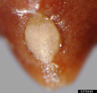 calden, Prosopis caldenia  (Fabales: Fabaceae (Leguminosae)) - 5376645