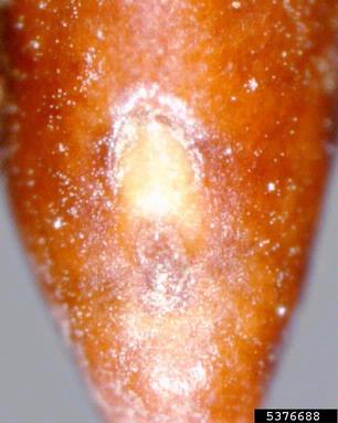 algarrobilla, Prosopis humilis  (Fabales: Fabaceae (Leguminosae)) - 5376688