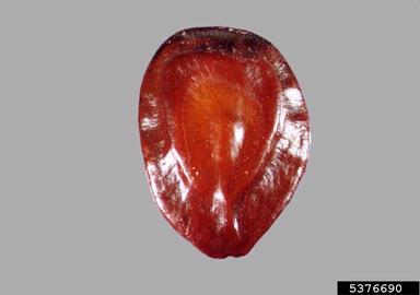 barbe de tigre, Prosopis kuntzei  (Fabales: Fabaceae (Leguminosae)) - 5376690